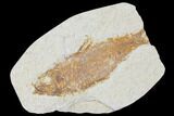 Bargain, Fossil Fish (Knightia) - Wyoming #120361-1